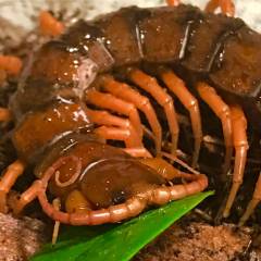 Chinese Giant Red Dragon Centipedes