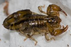 Superstition Mountain Scorpions