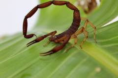 Florida Bark Scorpions