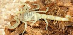 Egyptian Green Scorpions