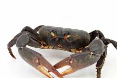 Giant Black Land Crabs (aka Zombie Crabs)