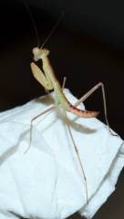 Giant African Praying Mantis