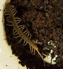 Florida Blue Centipedes