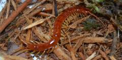 Scarlet Centipedes