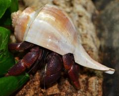 Jumbo Show Hermit Crabs