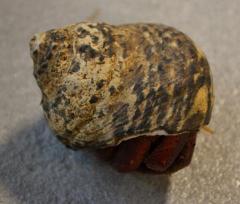 Large Native Hermit Crabs