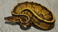 Baby Genetic Stripe Ball Pythons