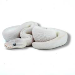 Baby Female Mojave Russo Ball Pythons