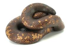 Calabar Burrowing Pythons