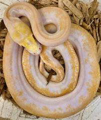 Baby Albino PIebald Reticulated Pythons