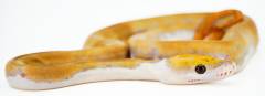 Baby Mochino Pied Reticulated Pythons
