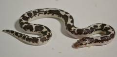 Baby Black & White Kenyan Sand Boas