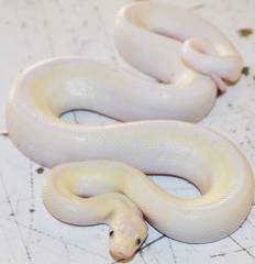 Baby Leucistic Colombian Rainbow Boas