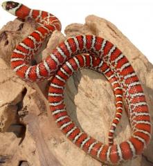 Baby Knoblochi Mountain Kingsnakes