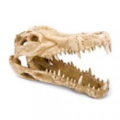 Penn Plax Gator Skull Cage Ornament