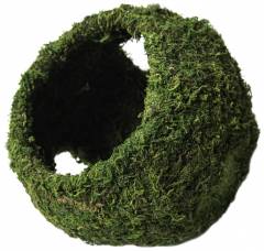 Galapagos Mossy Cave Green With Holes 8"