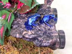 Pet Tekk Small Mushroom Ledge