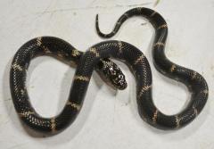 Baby Eastern Kingsnakes