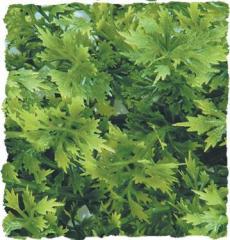 Zoo Med Australian Maple Bush Plant Small