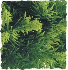 Zoo Med Malaysian Fern Bush Plant Medium