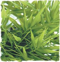 Zoo Med Madagascar Bamboo Bush Plant Large