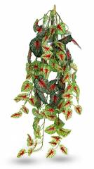 Pangea Caladium Hanging Bush 24"
