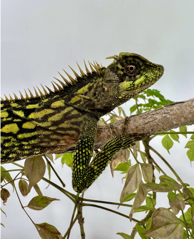 Malaysian Armored Tree Dragons