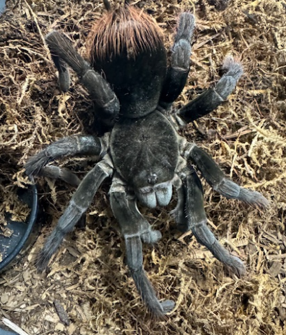 Bolivian Blue Leg Bird Eating Tarantula Adult Females