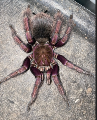 Mascara Giant Bird Eating Tarantula Males
