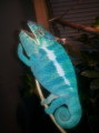 Baby Nosy Be x Ambilobe Panther Chameleons