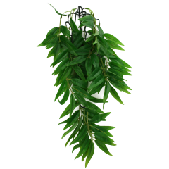 Komodo Bamboo Climbing Plant Small