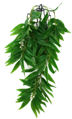 Komodo Bamboo Climbing Plant Large