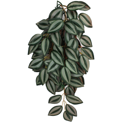 Komodo Zebrina Climbing Plant Small