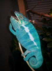 Baby Nosy Be x Ambilobe Panther Chameleons