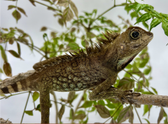 Bells Anglehead Dragons