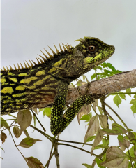 Malaysian Armored Tree Dragons