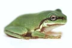 Baby Blue Australian Whites Tree Frogs