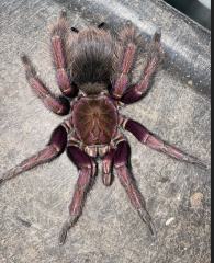 Mascara Giant Bird Eating Tarantula Males